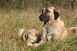 KANGAL 091